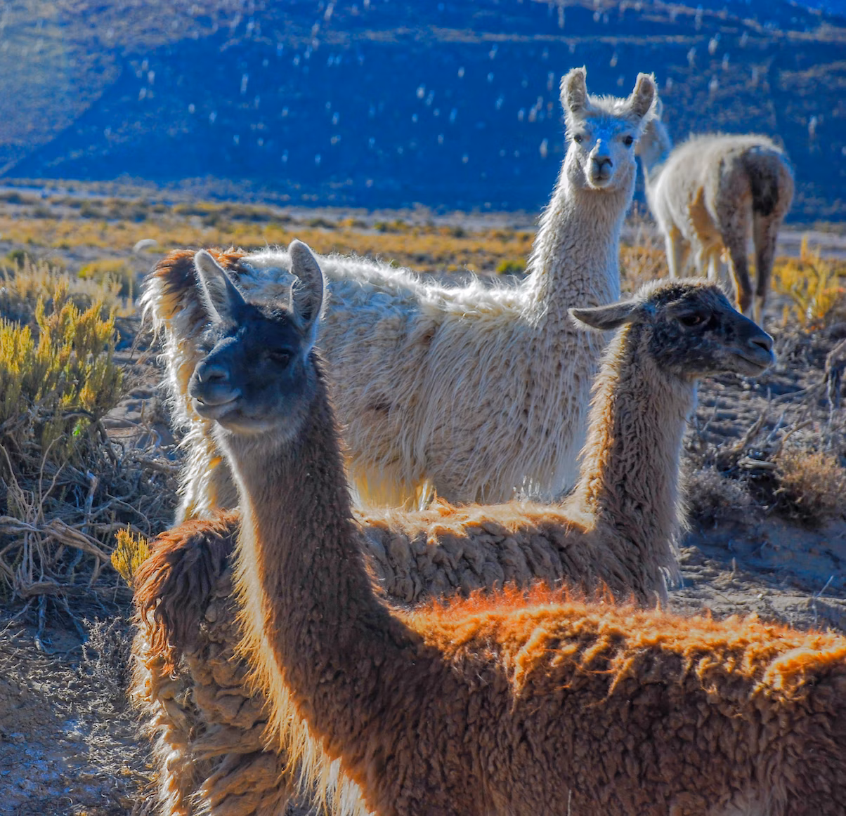llamas
